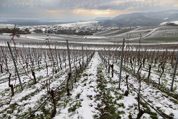 grapevines in winter on the Kirchberg in Sachsenheim-Hohenhaslach