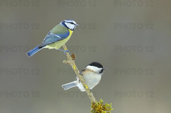 Blue Tit