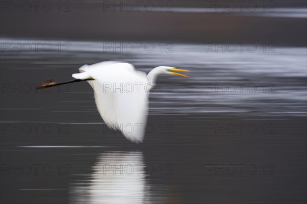 Great egret