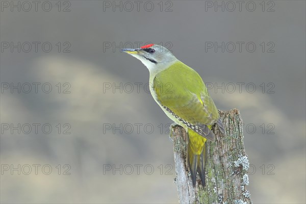 Grey-headed woodpecker