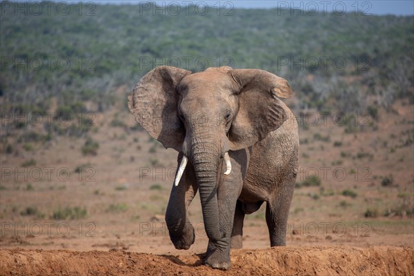 African elephant