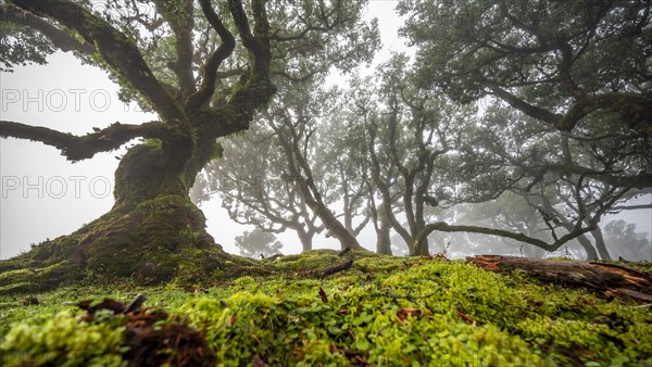 Laurel trees overgrown with moss and plants in the mist