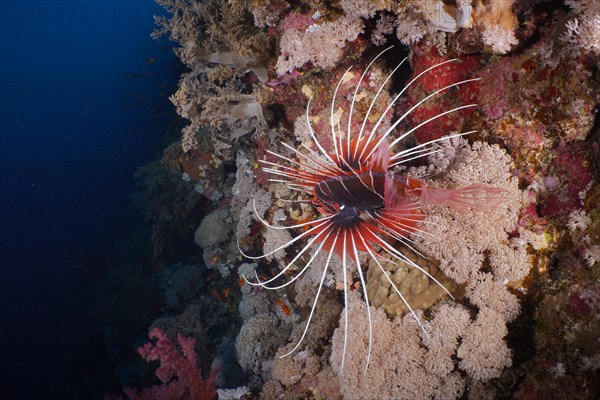 Radial firefish