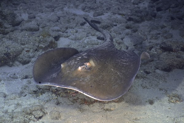 Round stingray