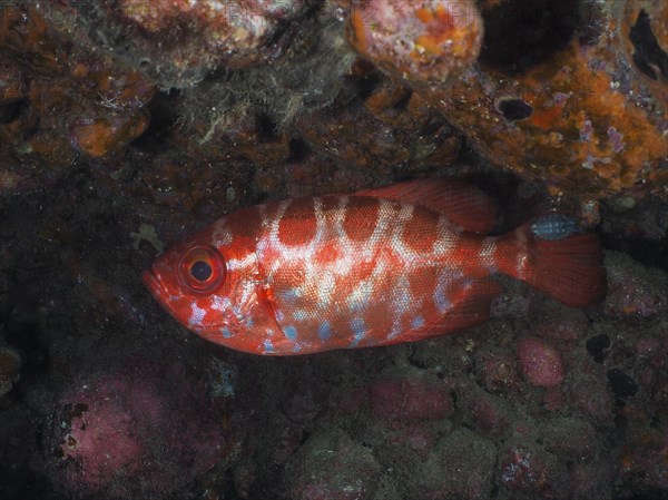 Bigeye glasseye snapper