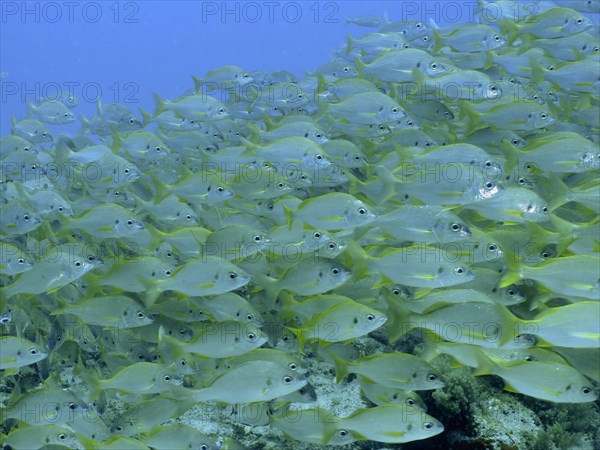 Large shoal