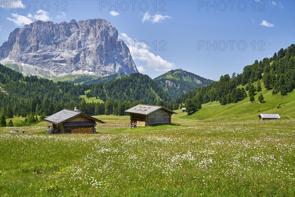 Spring meadow with alpine huts