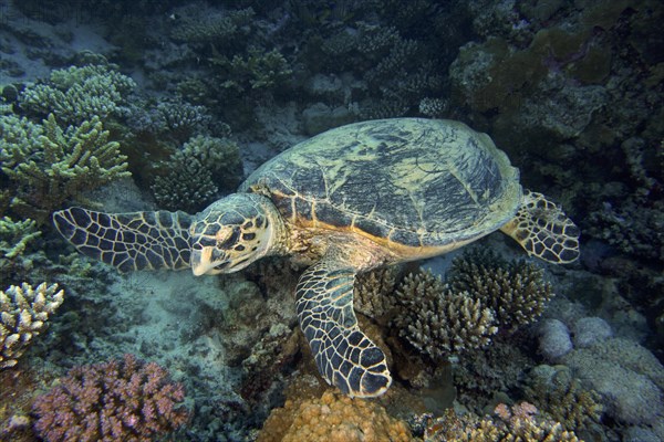 Hawksbill sea turtle