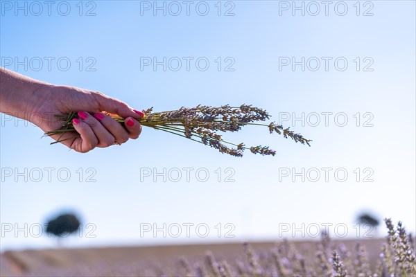 Hands of a woman collecting lavender in a lavender field with purple flowers