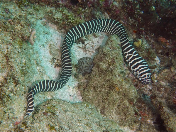 Zebra moray