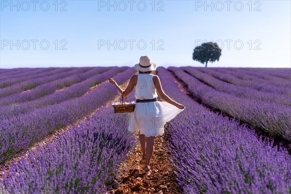 A caucasian woman in a summer lavender field picking flowers