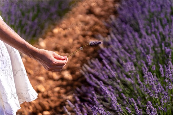 Hand of a woman picking lavender in a lavender field with purple flowers