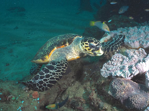 Pacific hawksbill turtle