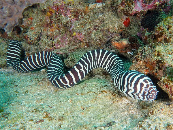 Zebra moray