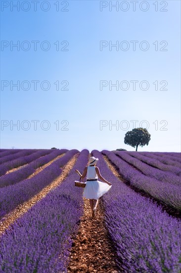 A caucasian woman in a summer lavender field picking flowers