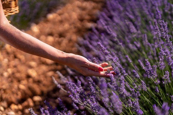 Hand of a woman picking lavender in a lavender field with purple flowers