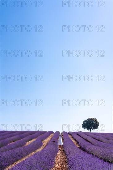 Caucasian woman in a summer lavender field picking flowers