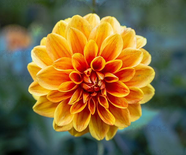 Single orange Dahlia flower with bokeh background