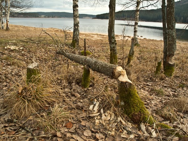 Beaver browsing