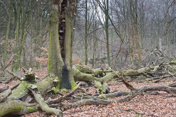 Dead beech