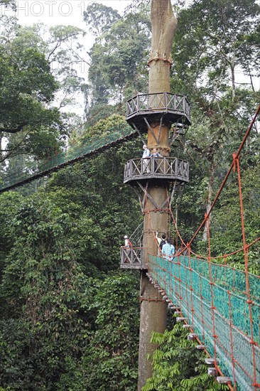 Viewing platforms at a tapang