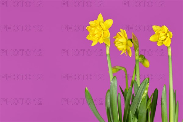 Blooming Clamineus spring flowers