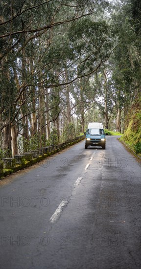 VW bus on a road in the forest