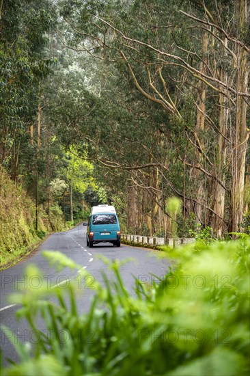 VW bus on a road in the forest