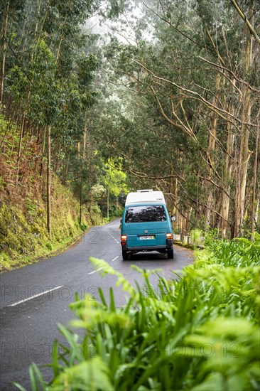 VW bus on a road in the forest