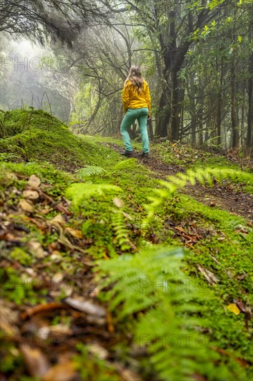 Hiker on a levada in the dense forest with fog