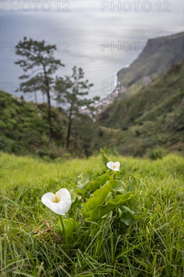 White Zantedeschia