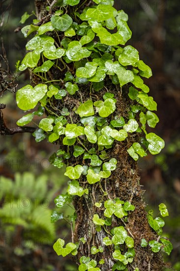 Ivy on a branch in the forest