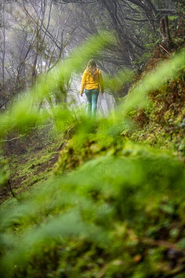 Hiker on a levada in the dense forest with fog