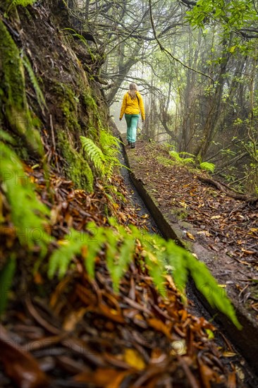 Hiker on a levada in the dense forest with fog