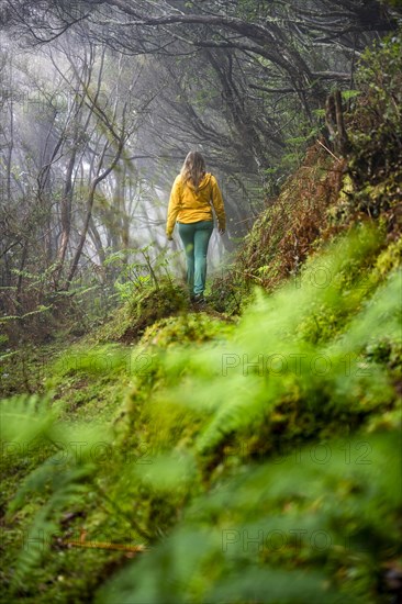 Hiker on a levada in the dense forest with fog