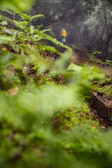 Hiker on a levada in the dense forest with fog