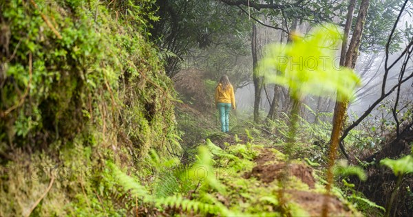 Hiker on a levada in the dense forest with fog