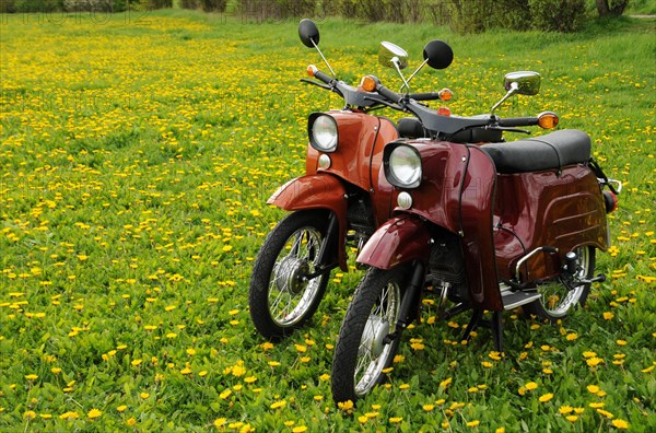 Moped Schwalbe from the GDR in a dandelion meadow