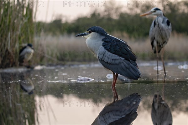 Black crowned night heron