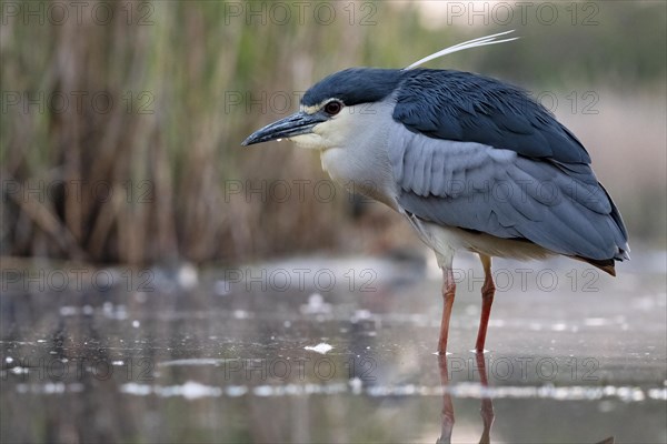 Black crowned night heron