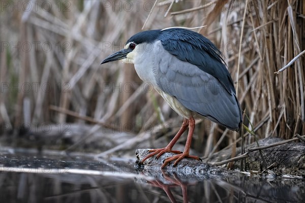 Black crowned night heron