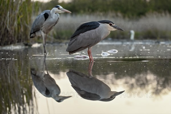 Black crowned night heron