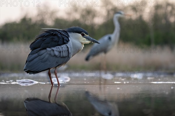 Black crowned night heron