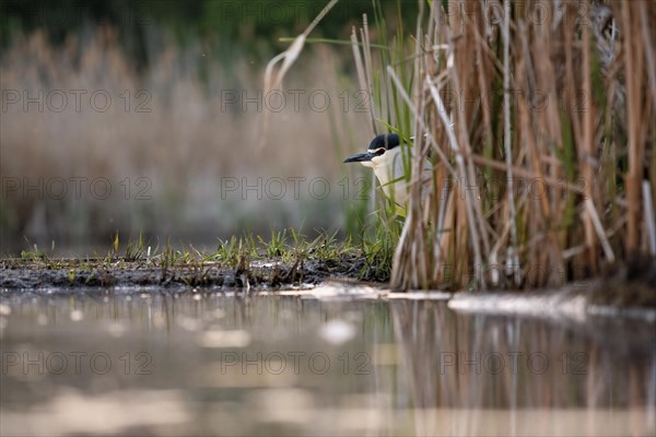 Black crowned night heron