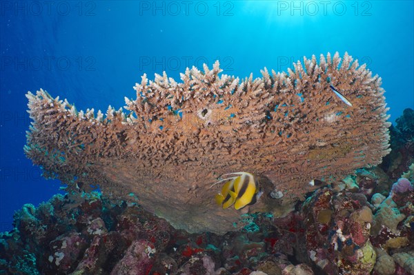 Pharaoh antler coral