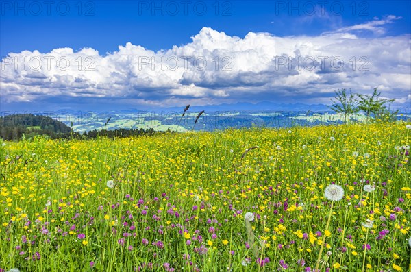 Lush mountain meadow nestled in a rural setting in the western Allgaeu around the municipality of Scheidegg near Lindau