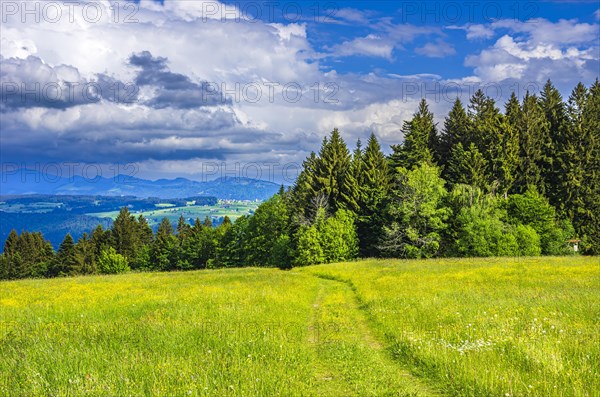 Lush mountain meadow nestled in a rural setting in the western Allgaeu around the municipality of Scheidegg near Lindau