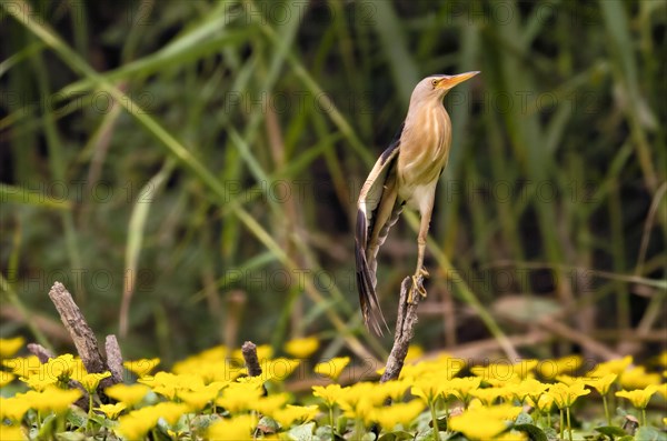 Little Bittern