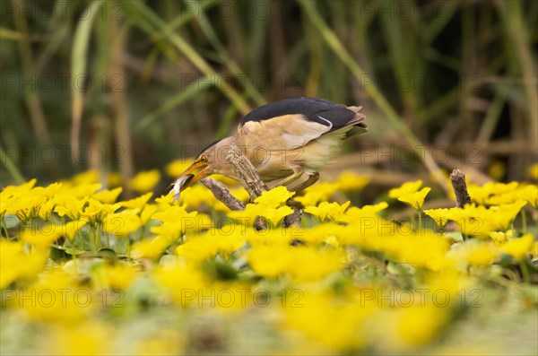 Little Bittern