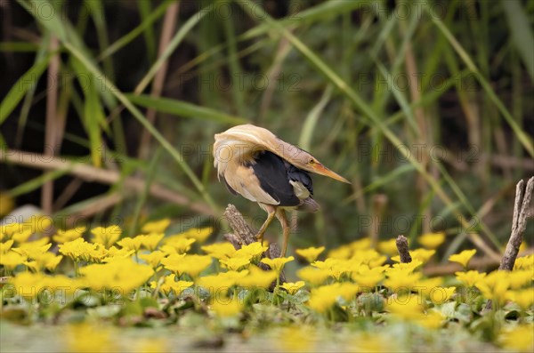 Little Bittern